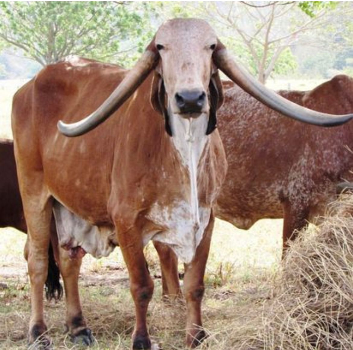 donadoras