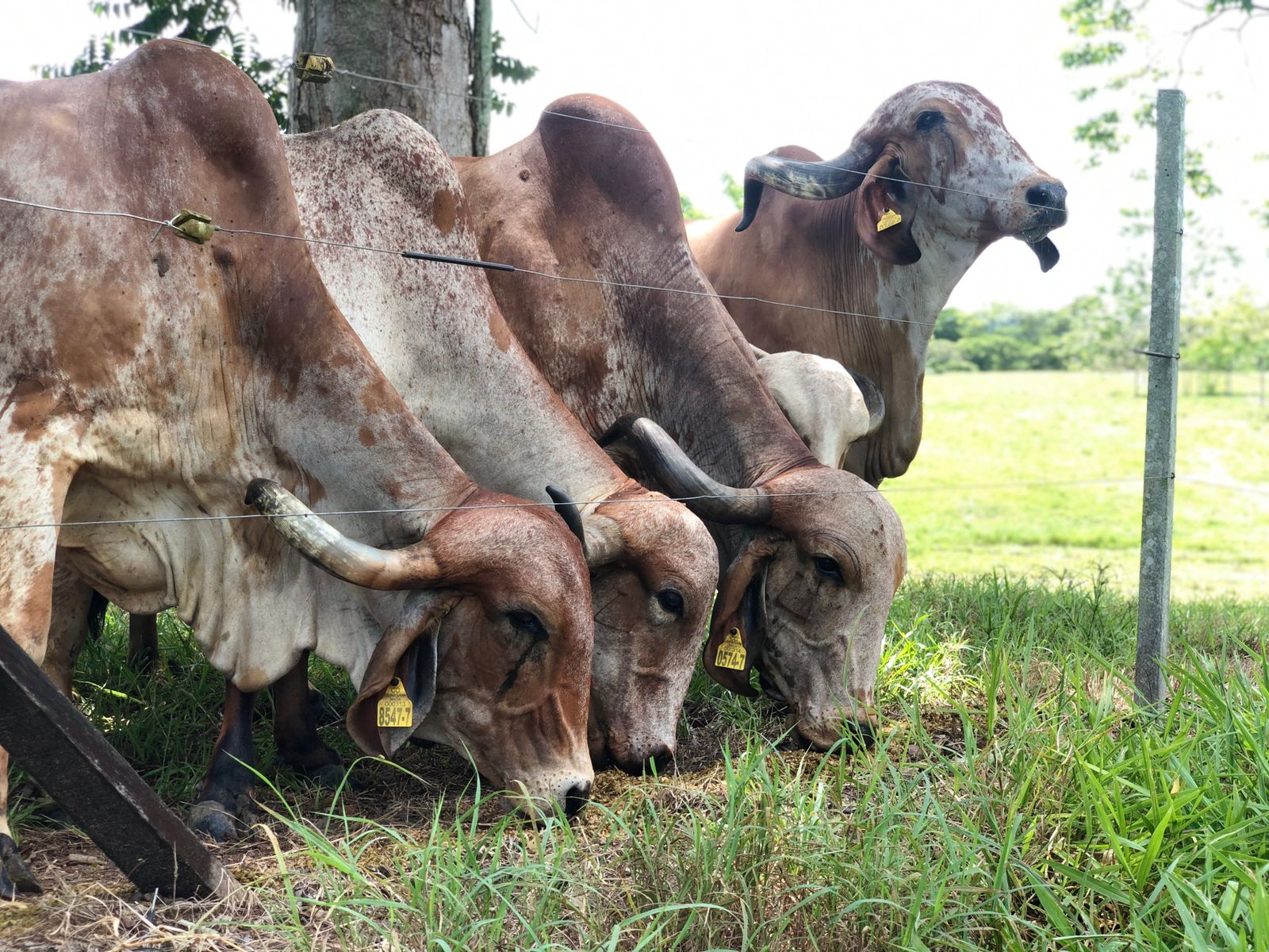 donadoras